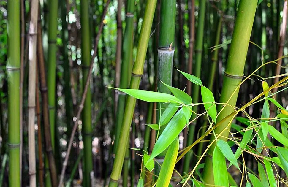 Les plantes à proscrire dans son jardin